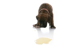 Urine plekken op de vloer verwijderen